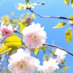 鎌足桜が開花しました